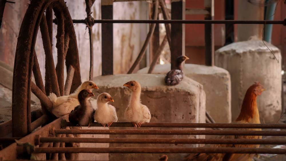 Photograph by John britto