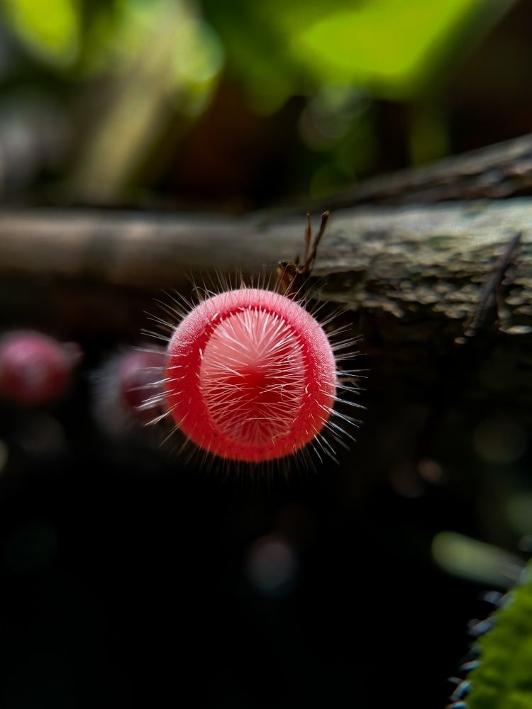 Фотография автора Umesha Madhushan