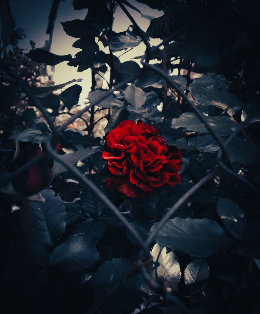 Photograph by Алексей Гуминский