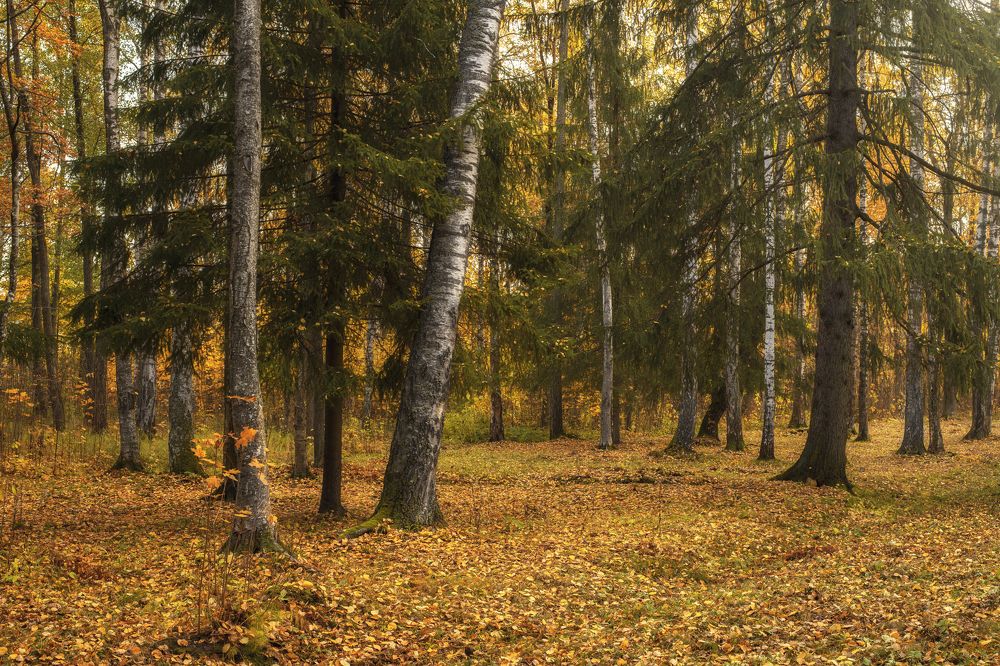 Photograph by Вышарь Максим