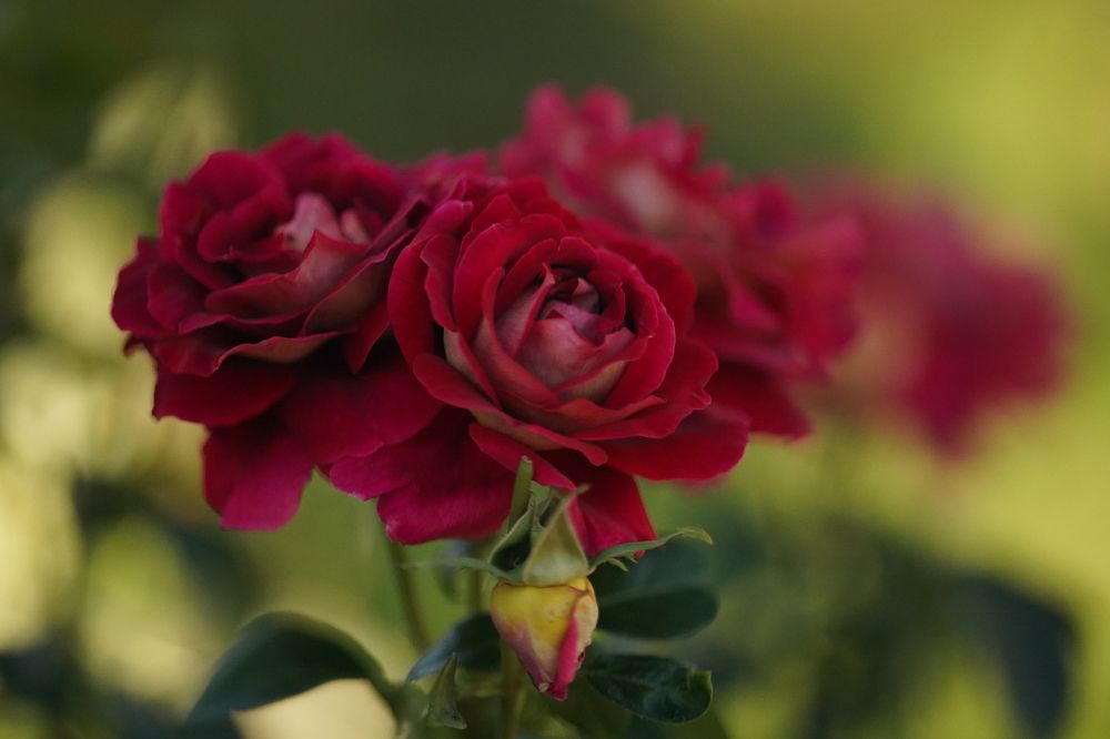 Photograph by Ольга Власкина