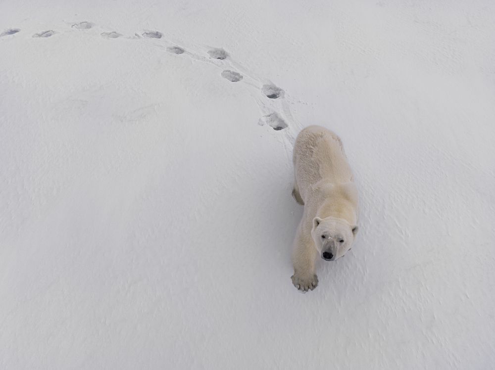 Heartbeats of the Arctic - A Bird’s Eye View