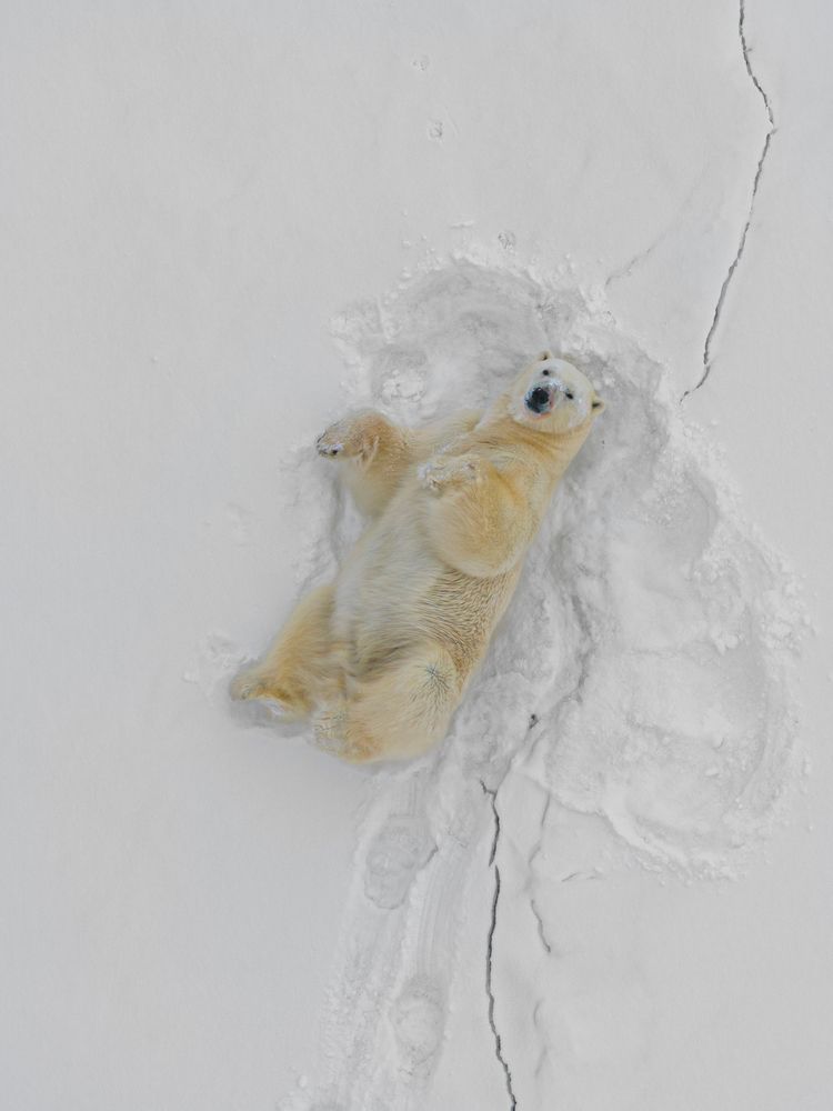 Heartbeats of the Arctic - A Bird’s Eye View