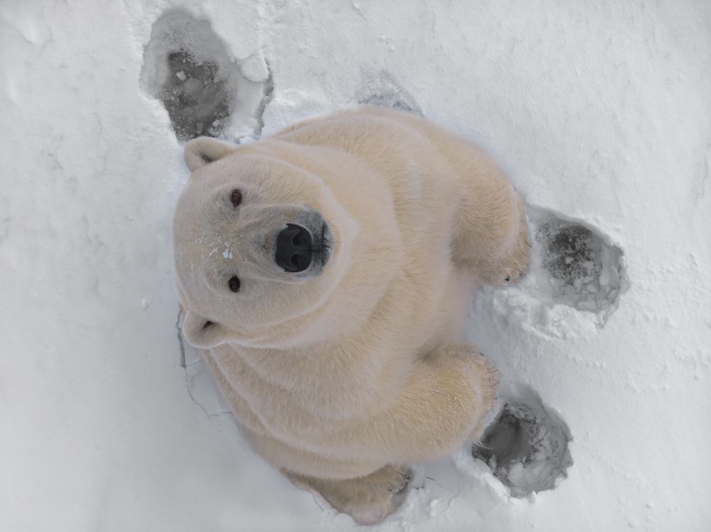 Heartbeats of the Arctic - A Bird’s Eye View