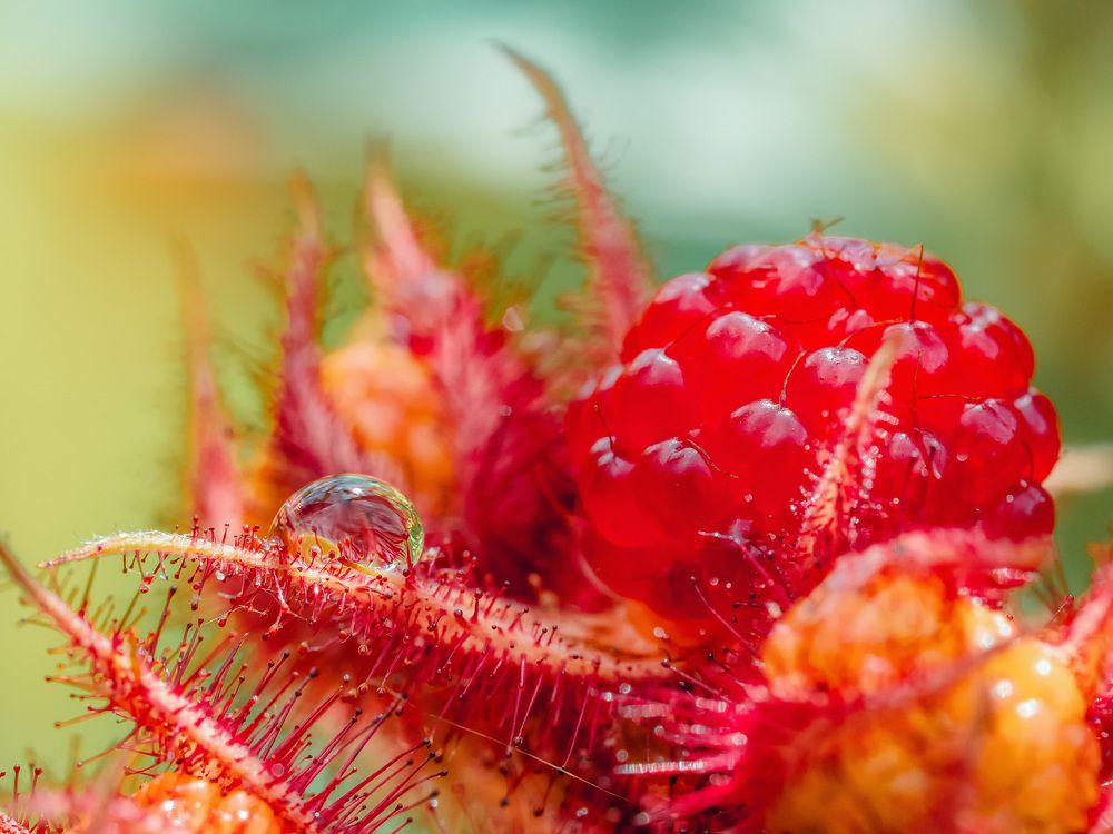 Photograph by Ирина Протченко