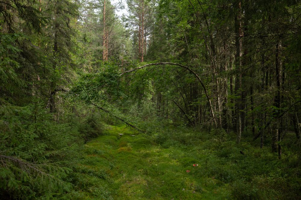 Photograph by Елена Хорохорина