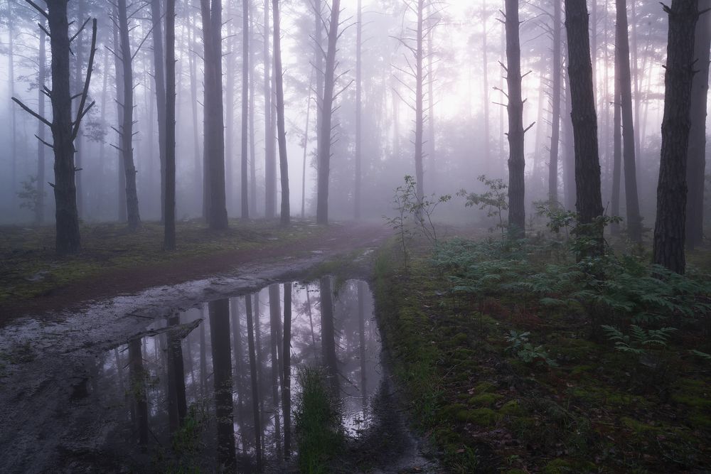 В тишине рассветного леса