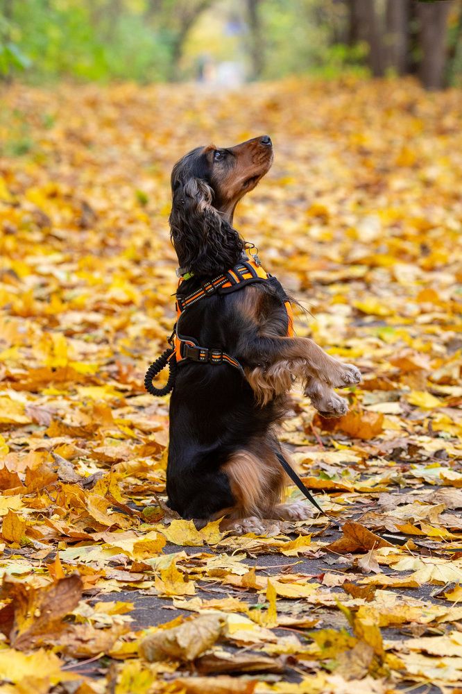 Фотография автора Totoro