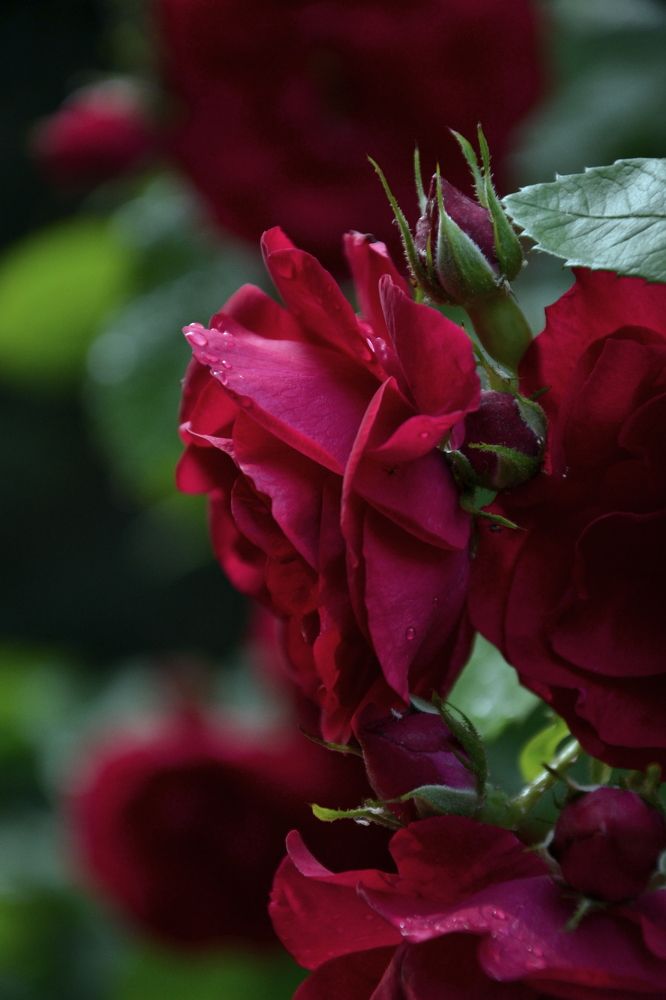 Любимые розы