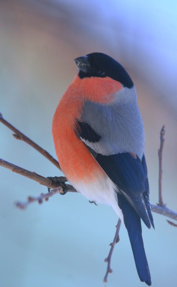 Фотография автора Татьяна Шебаршенко