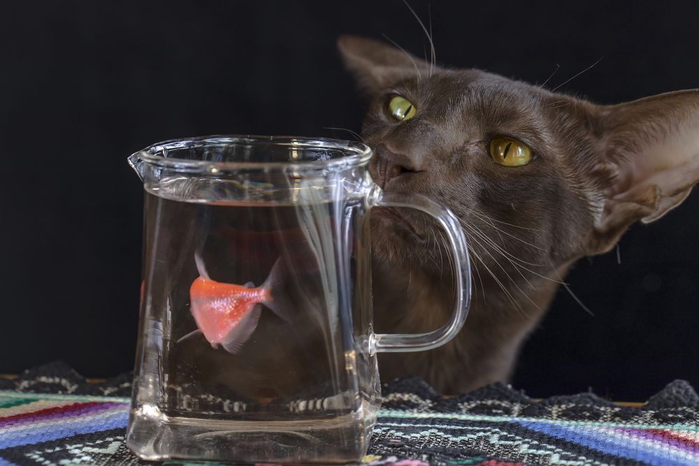 Photograph by Татьяна Феденкова