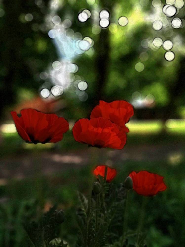 Фотография автора Анатолий Борисенко