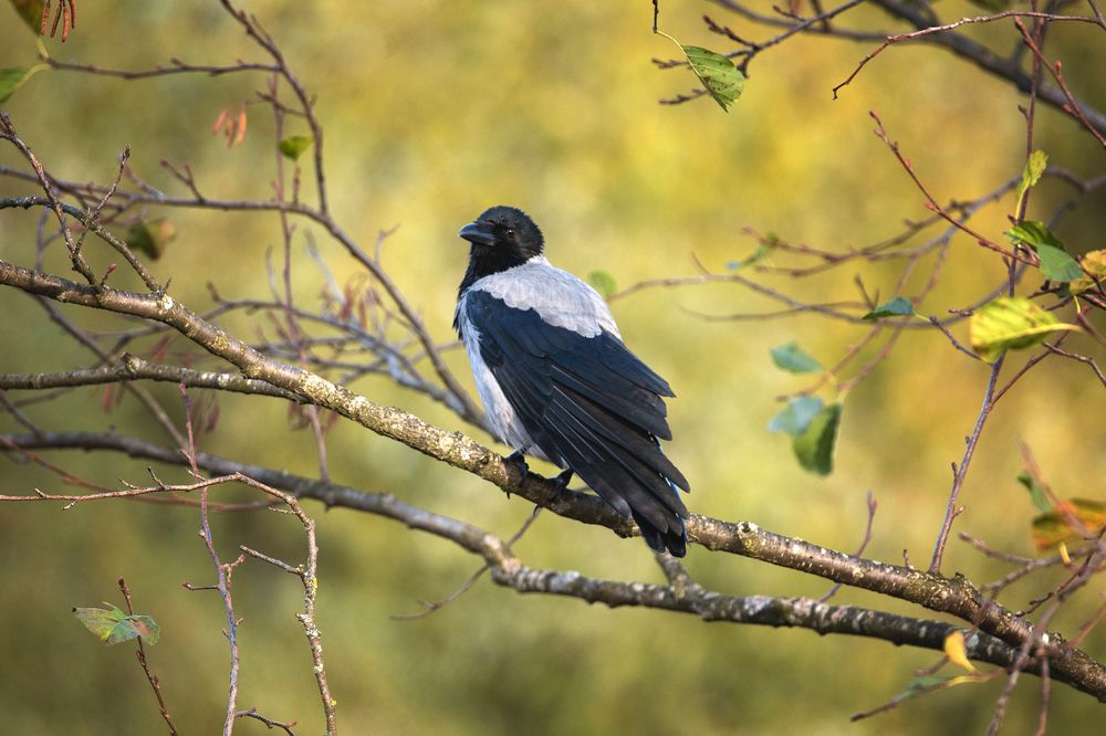 Фотография автора Aleksei Kartashov