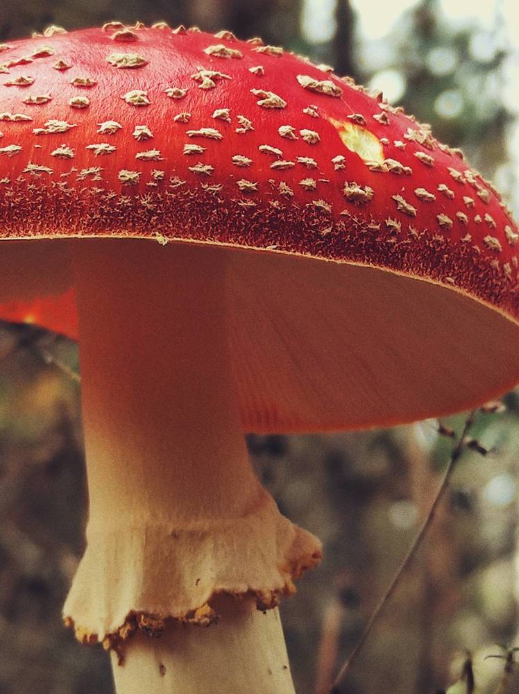 Photograph by Юлия Зинякова