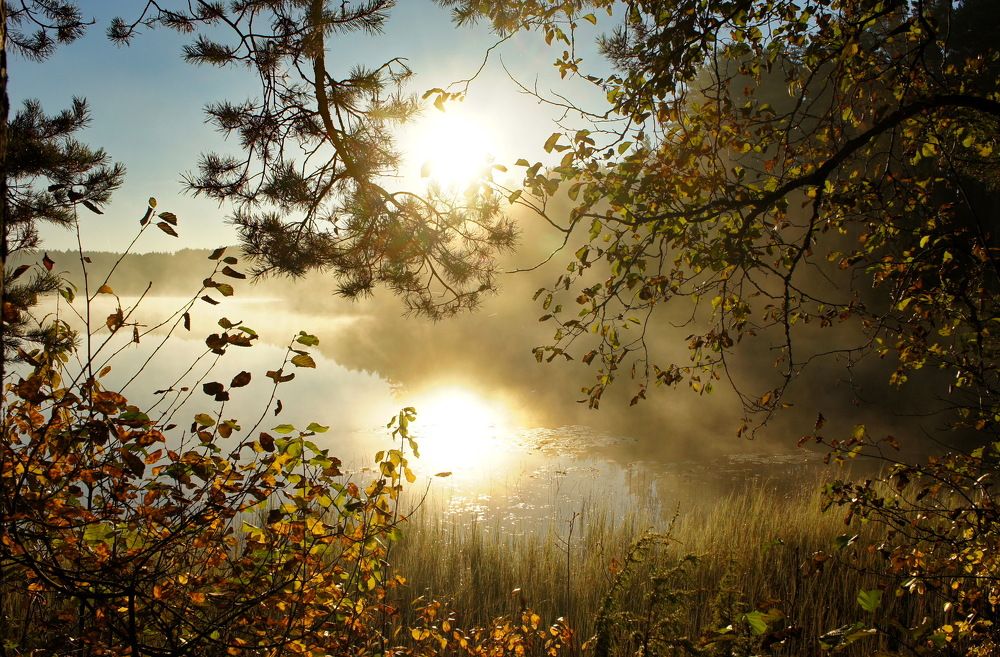 Туманное утро