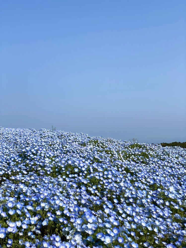 Фотография автора Бакалова Ирина