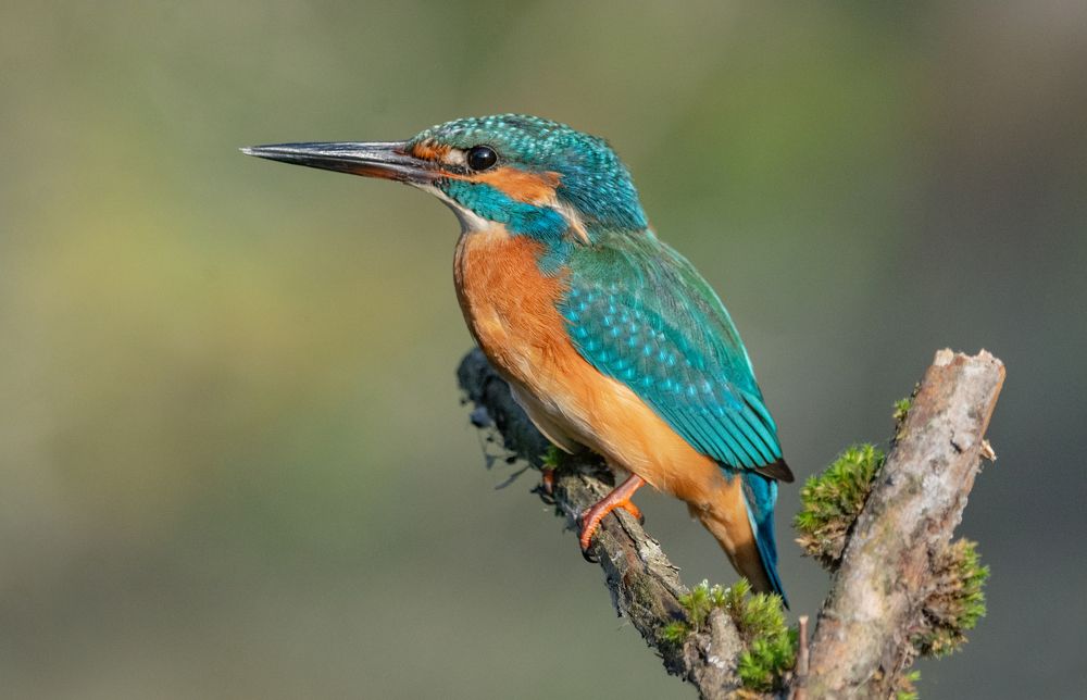 Фотография автора Татьяна Ливеровская