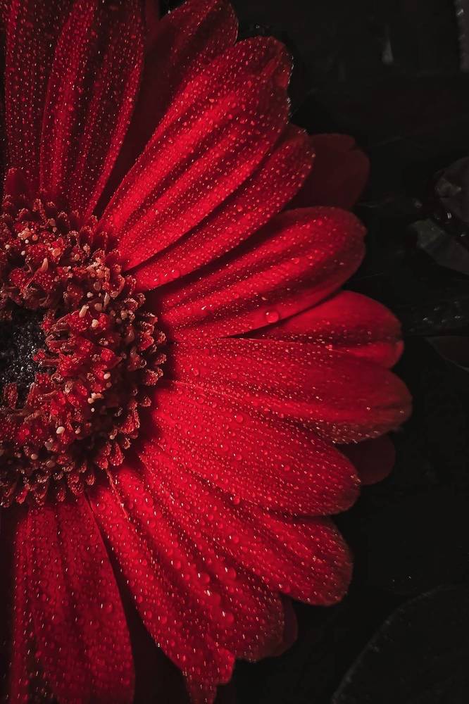 Photograph by Anya Lo