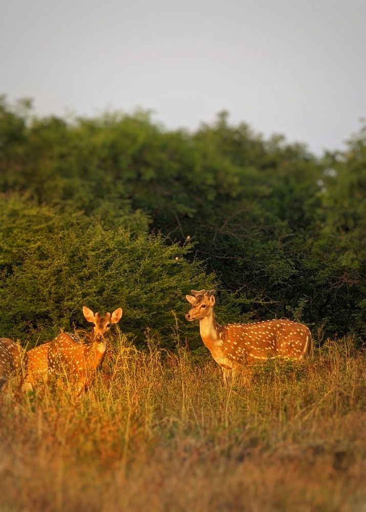 Photograph by Malay Shah