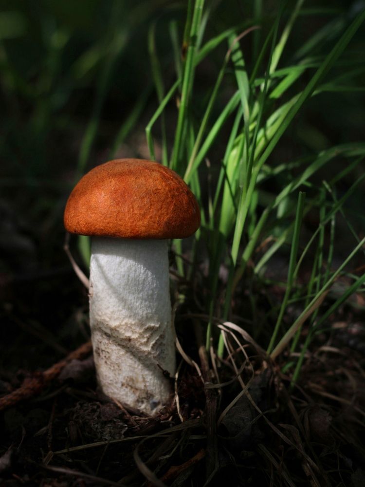 Photograph by Андрей Шестаков
