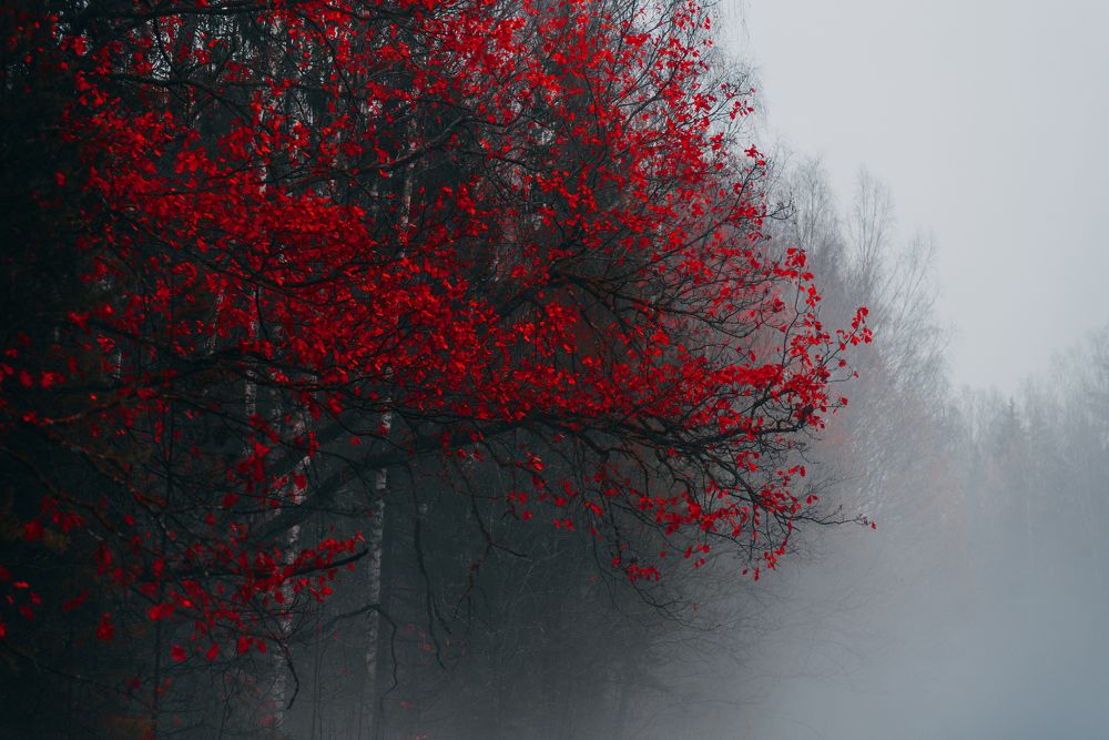 Photograph by Фурман Алексей