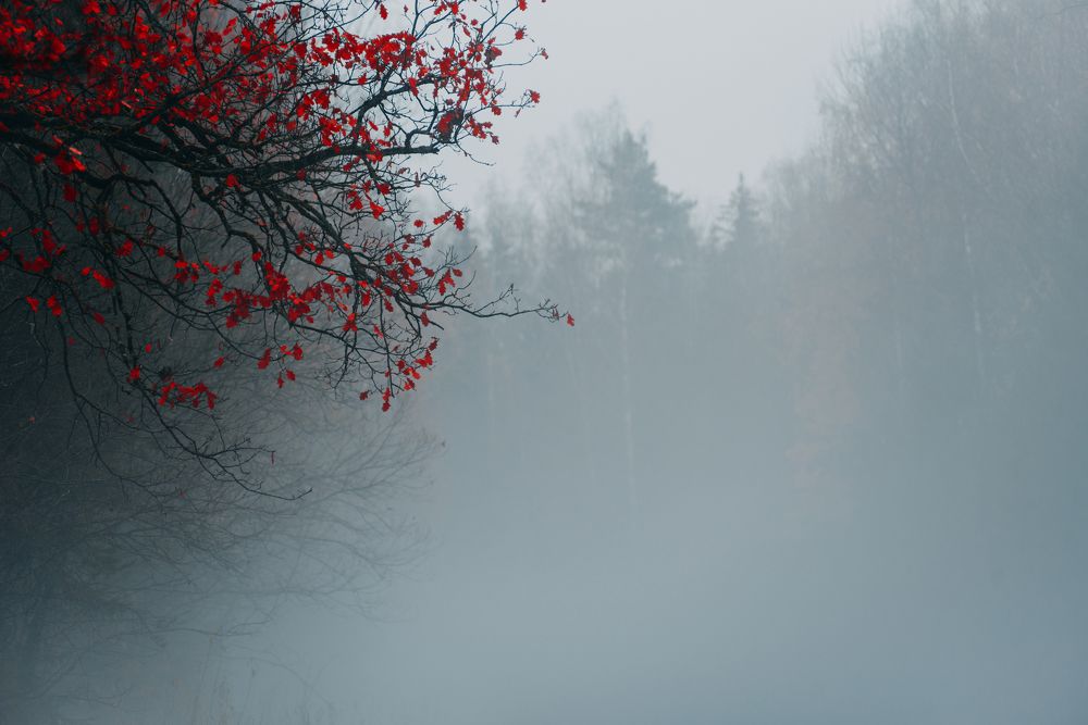 Photograph by Фурман Алексей