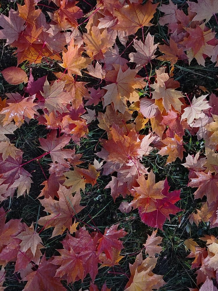 Фотография автора Алина