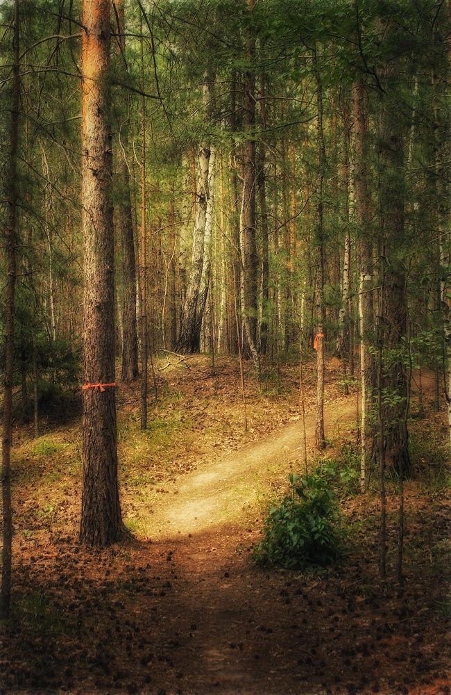 Фотография автора Анатолий Нифантов