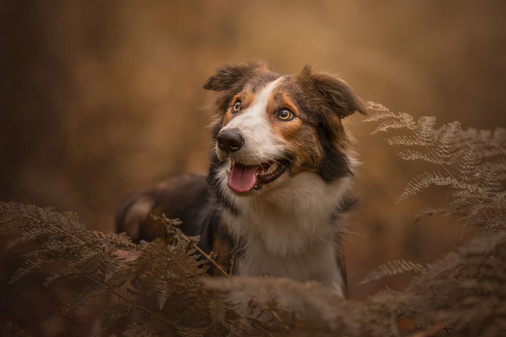 Фотография автора Annemarie Visser