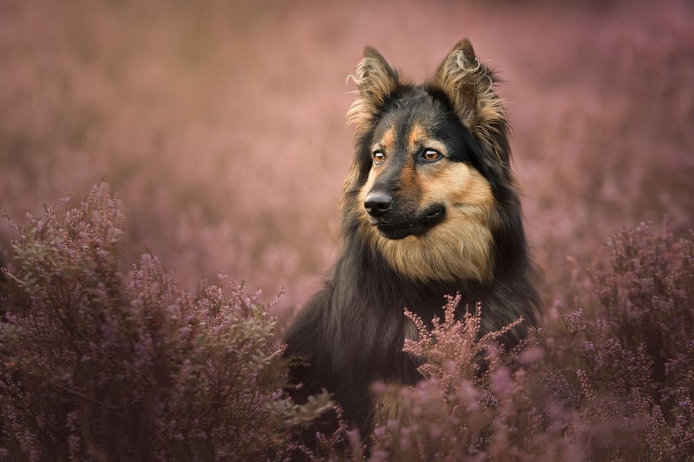 Фотография автора Annemarie Visser