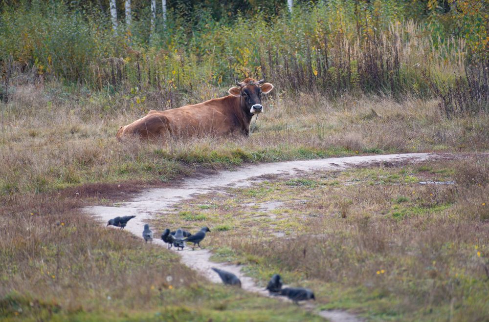 Photograph by Максим Жухлистов