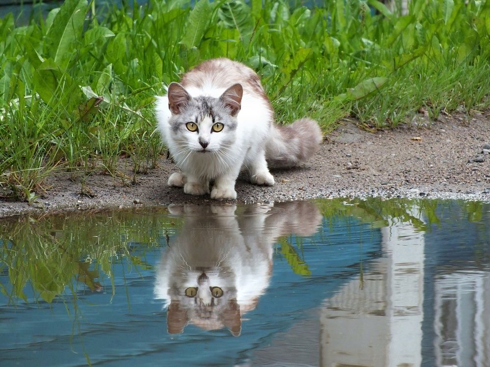 Фотография автора Андрей Шестаков