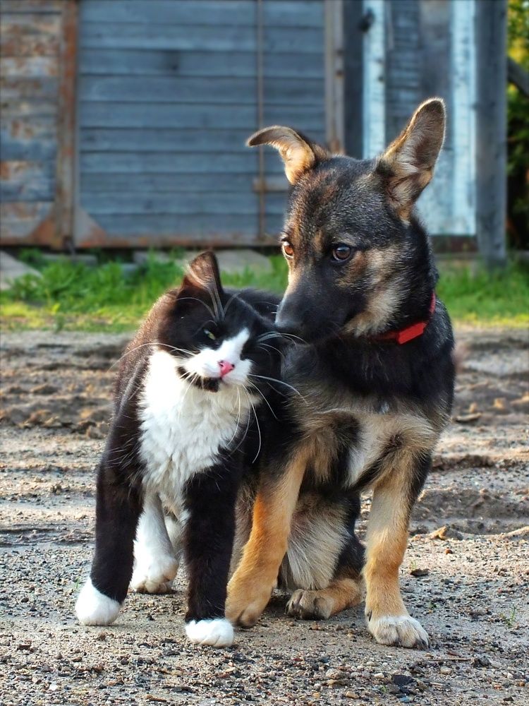 Фотография автора Андрей Шестаков