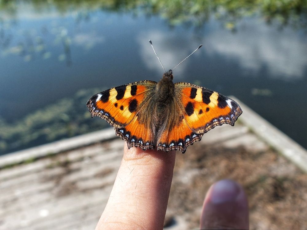 Фотография автора Андрей Шестаков