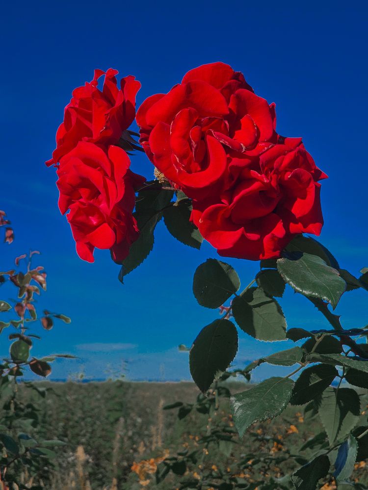 Фотография автора Максим Грибанов