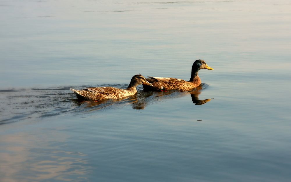 Фотография автора Nelya  Lysenko