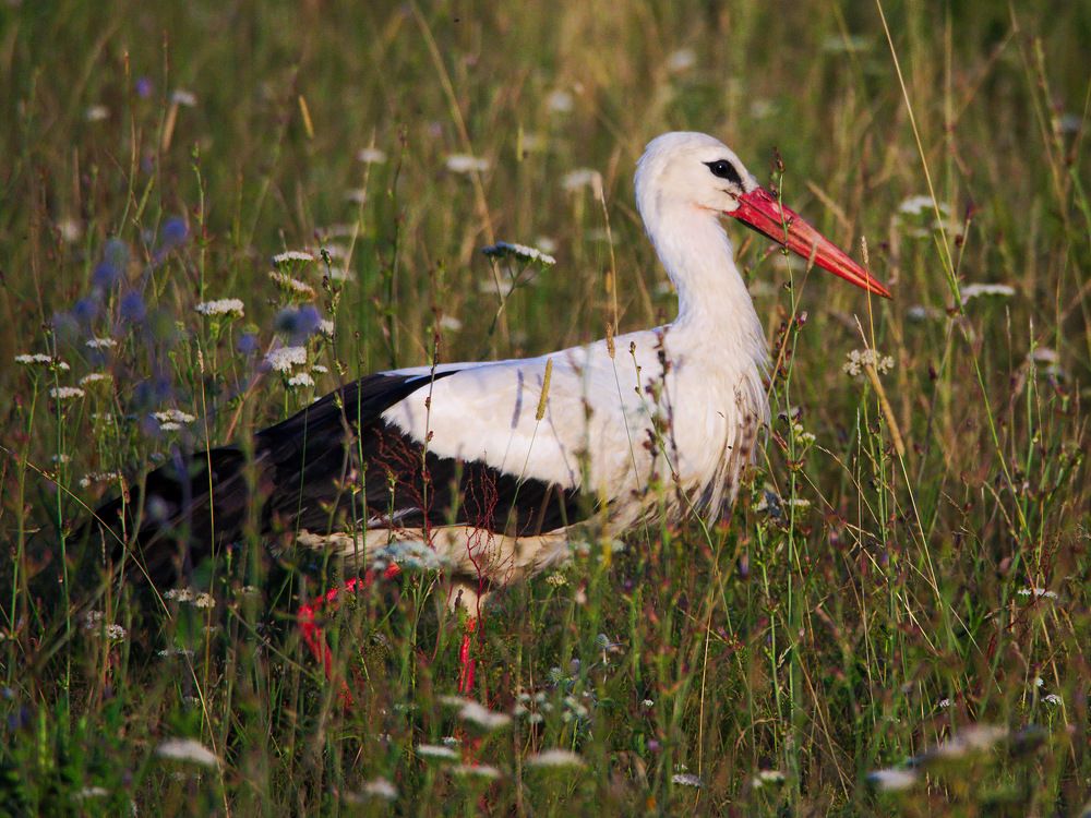 Photograph by Алексей Поляков