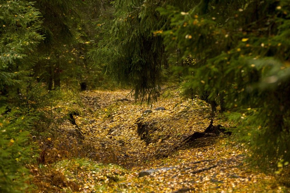Фотография автора Александр Собокарь