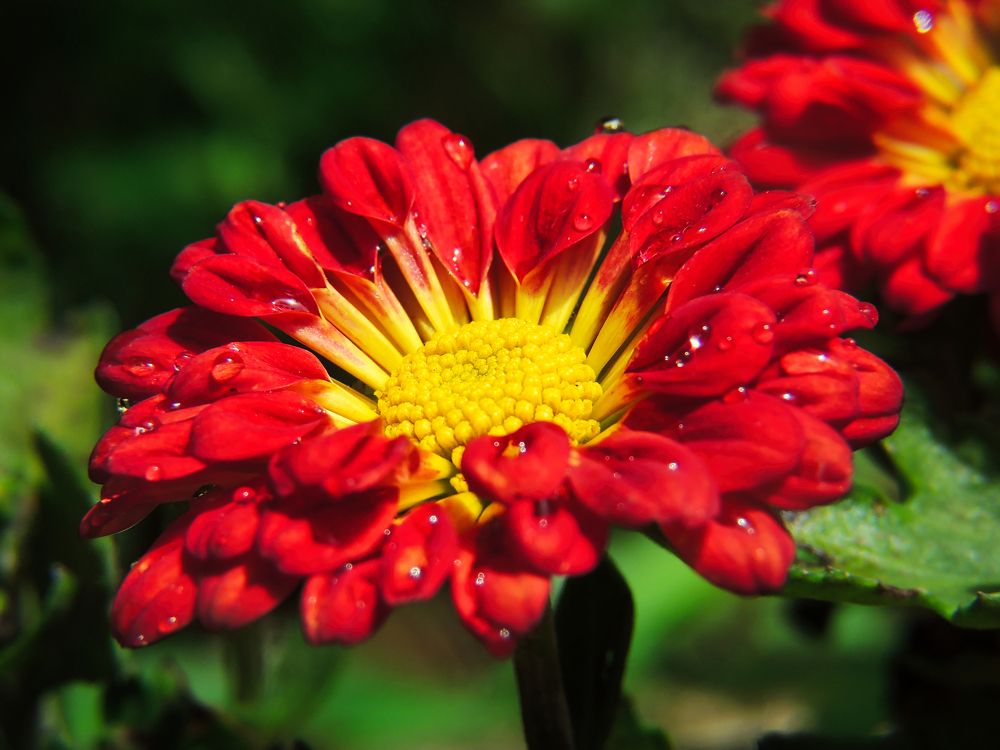 Photograph by Vimal Ram S