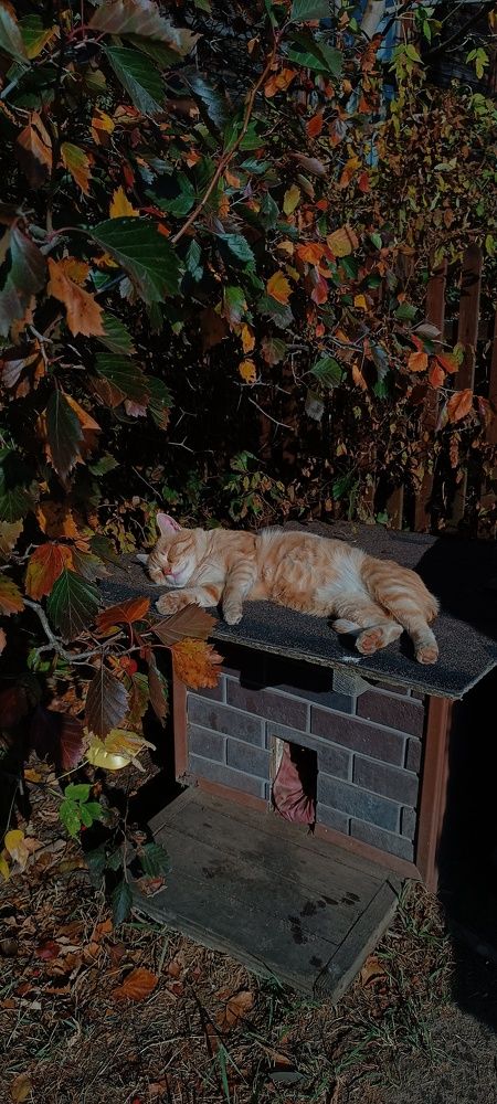 Фотография автора Дарья Петровская