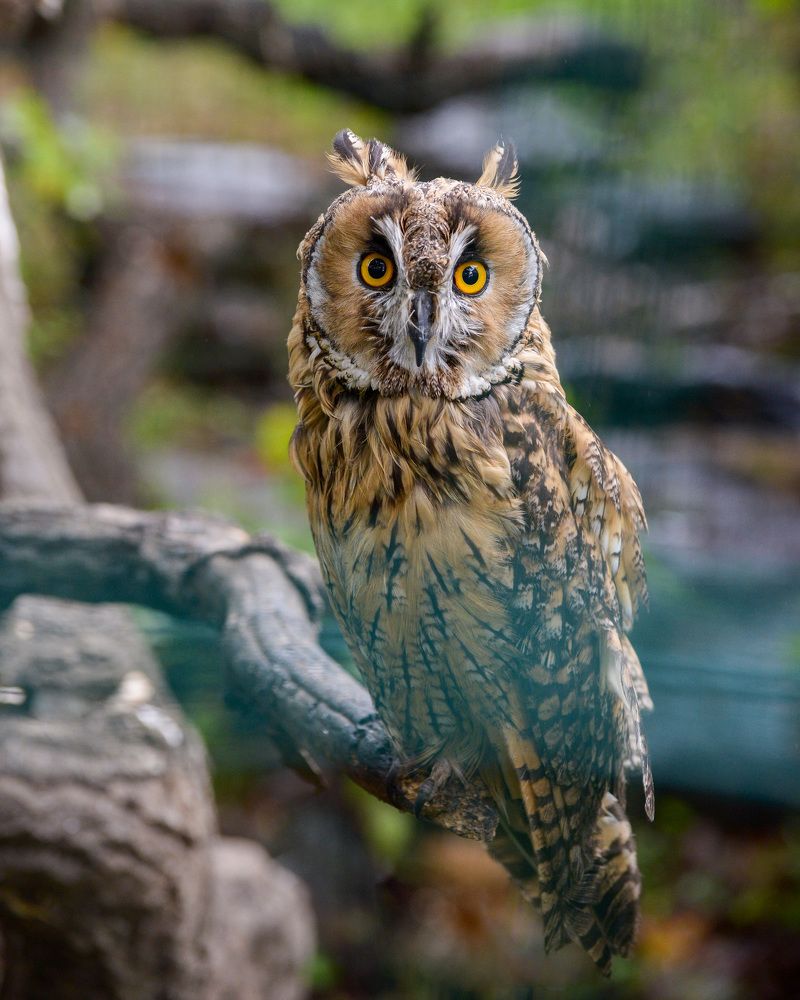 Photograph by Эдуард Шадров