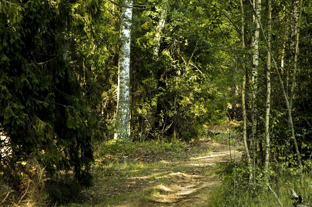 Photograph by Людмила Павловна