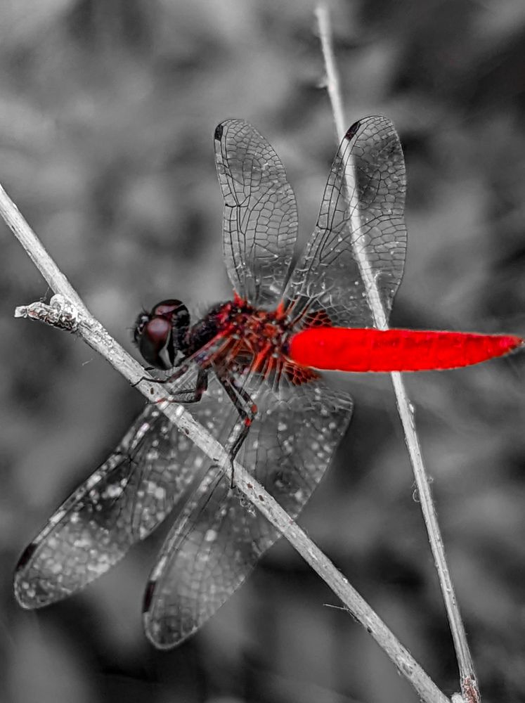 Photograph by SARAVANA MANICKAM