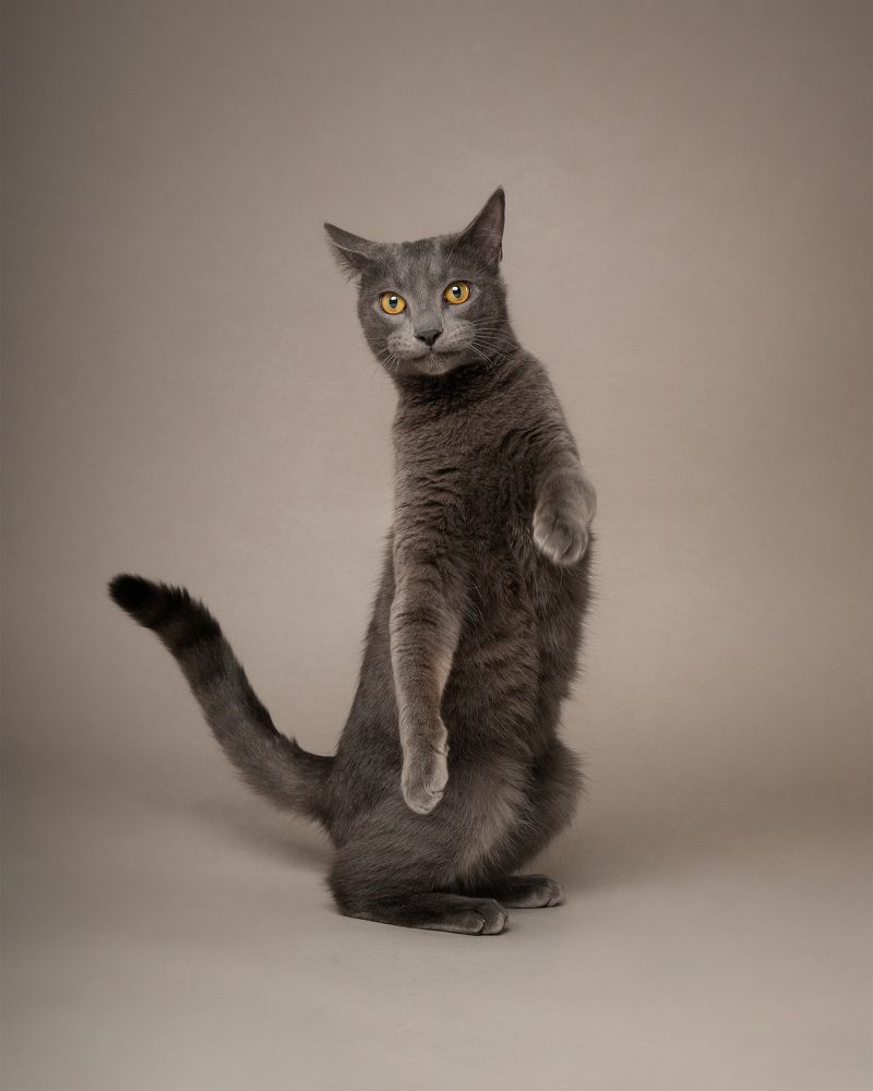 Photograph by Marco Chandía