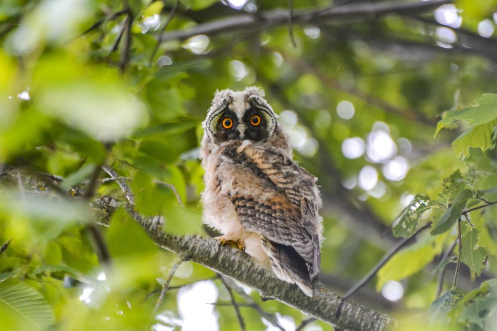 long-eared owl / ушастая сова