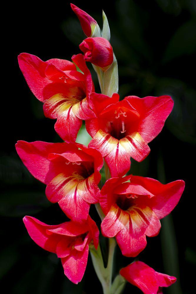 Photograph by Luiz Augusto Magina