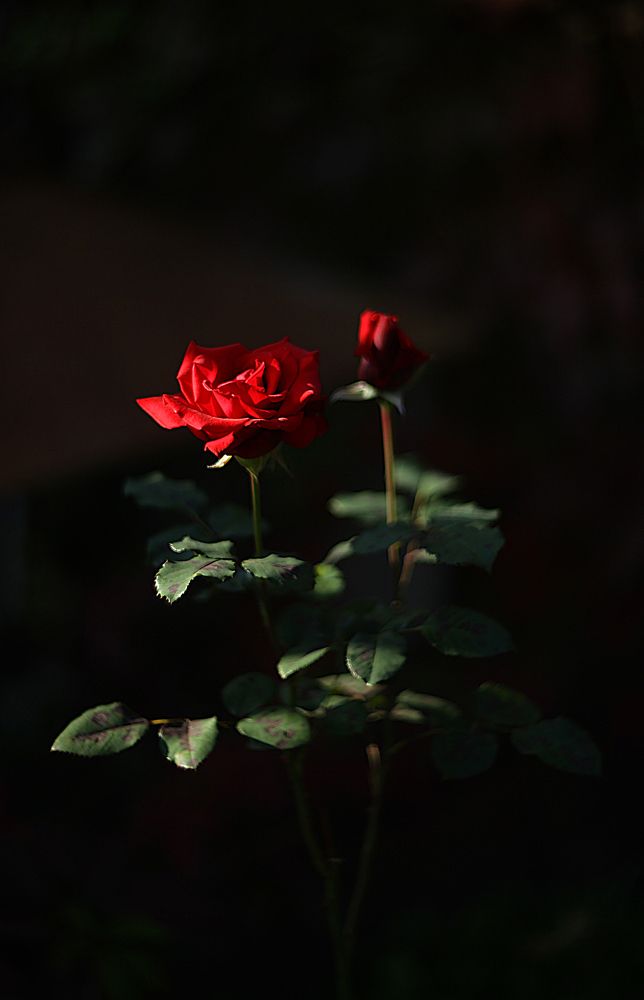 Photograph by Светлана Кавказская