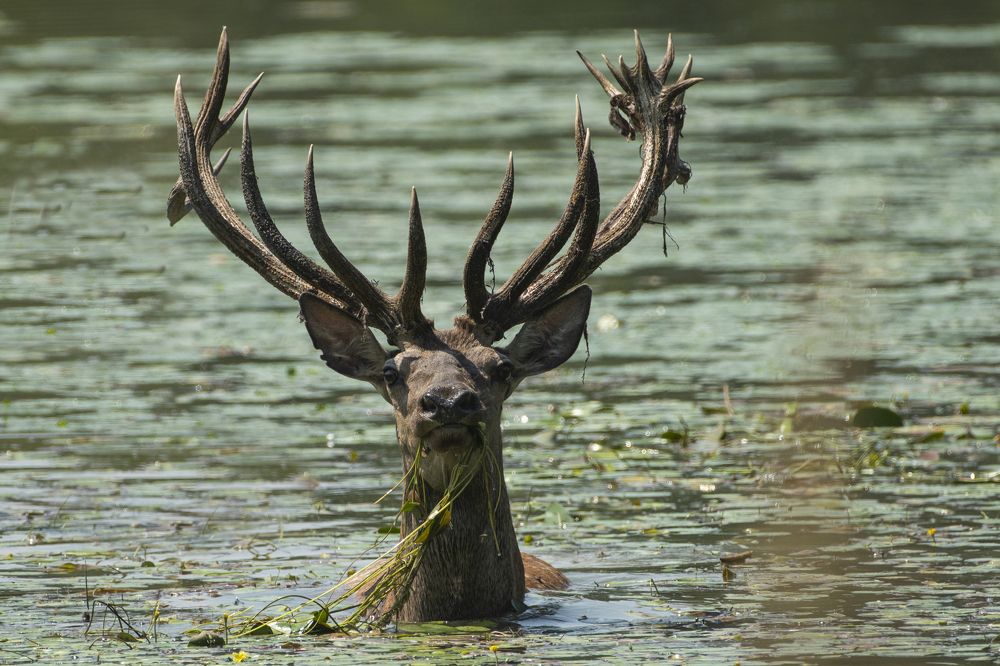 Photograph by Predrag Kostin