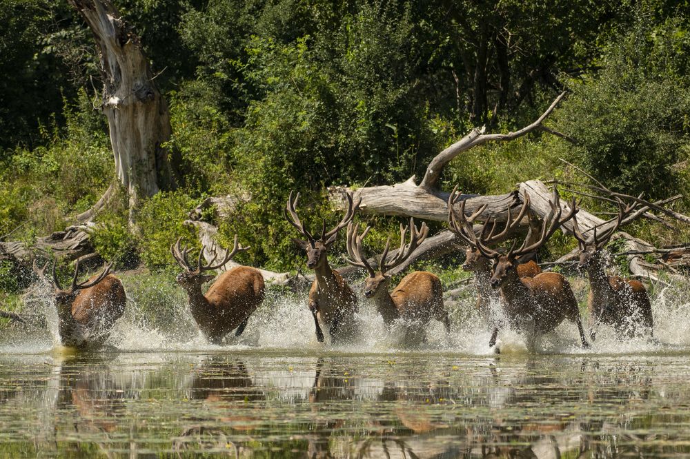 Photograph by Predrag Kostin