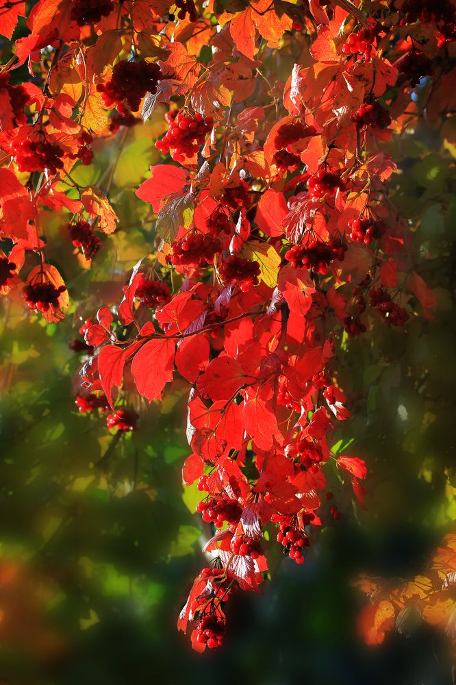 Photograph by Николай Протасеня